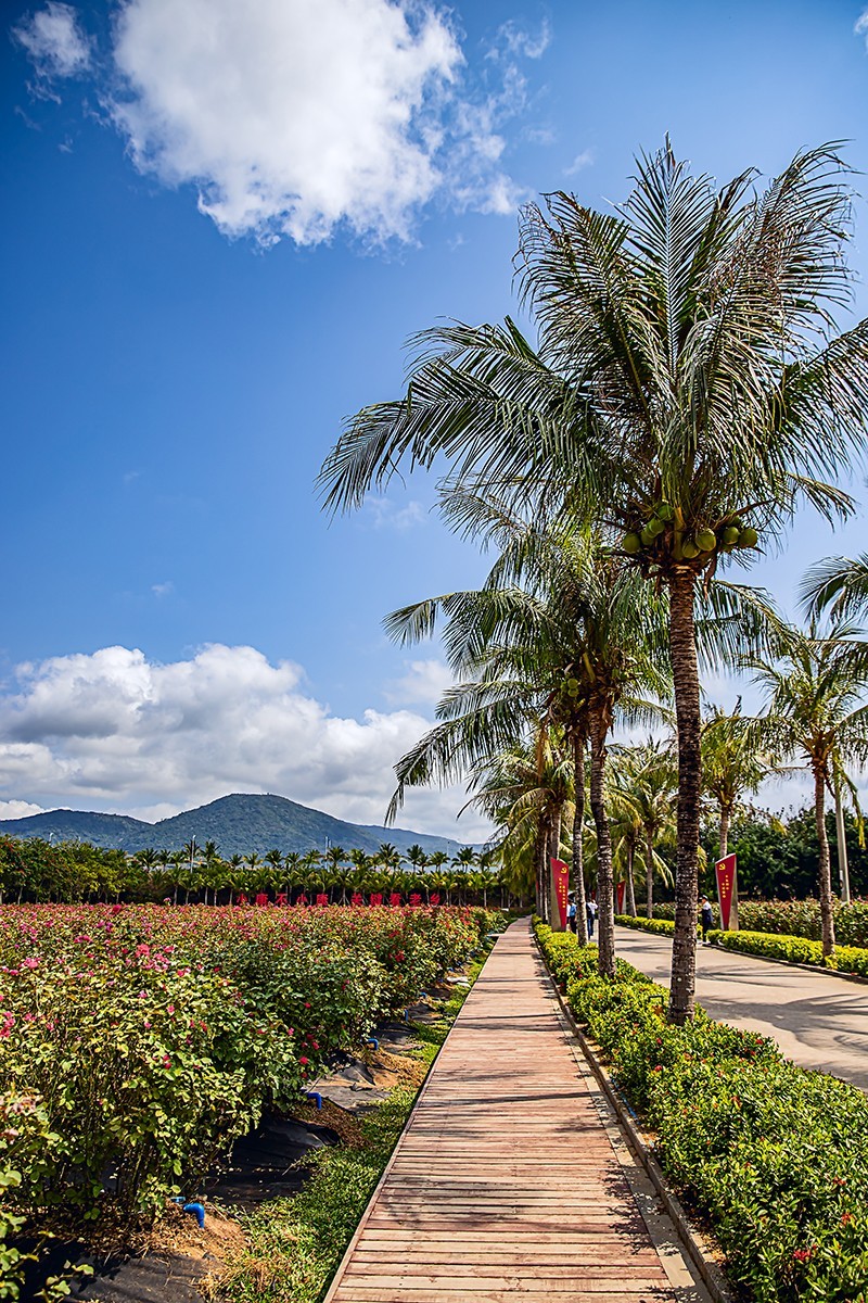 旅游记录 ：海南 · 三亚 · 亚龙湾玫瑰 谷