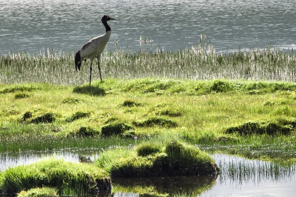 盛夏七月去看高原