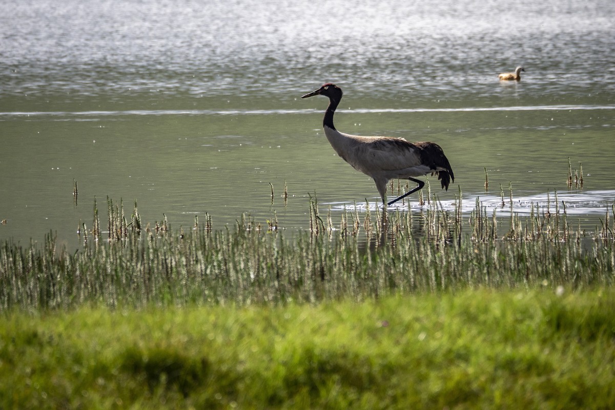 盛夏七月去看高原