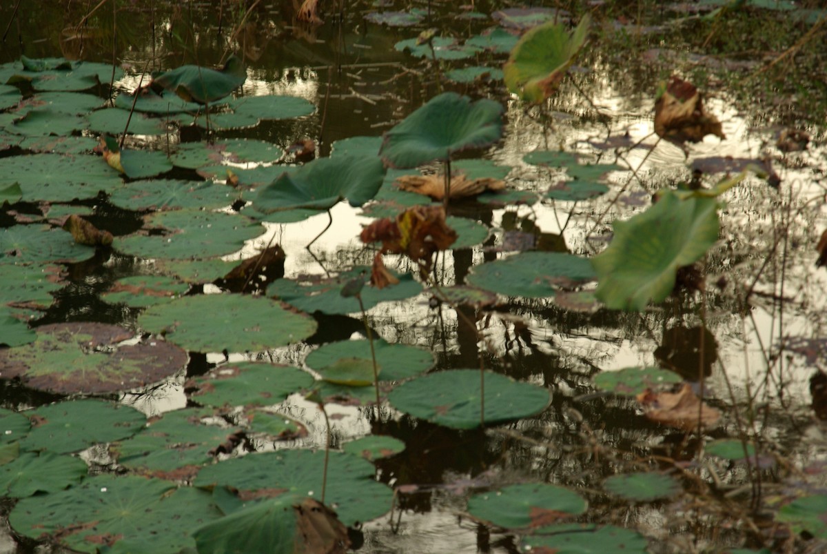 宾得K10d+DA16-85mm f/3.5-5.6ED镜头随拍