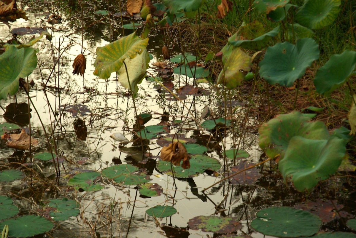 宾得K10d+DA16-85mm f/3.5-5.6ED镜头随拍