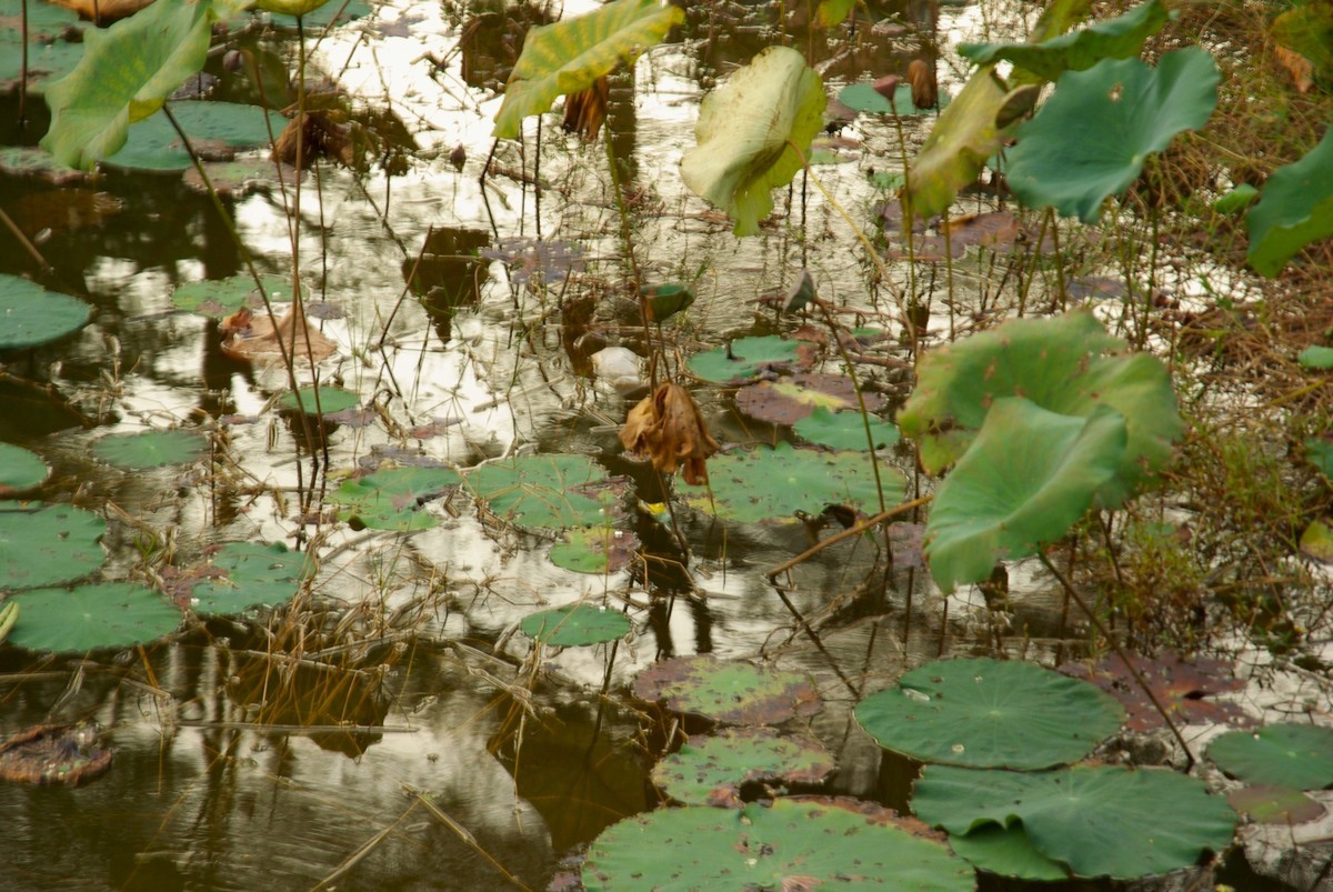 宾得K10d+DA16-85mm f/3.5-5.6ED镜头随拍