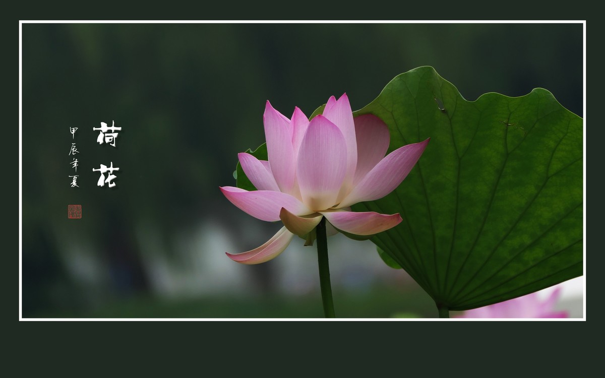 和和美美的荷花