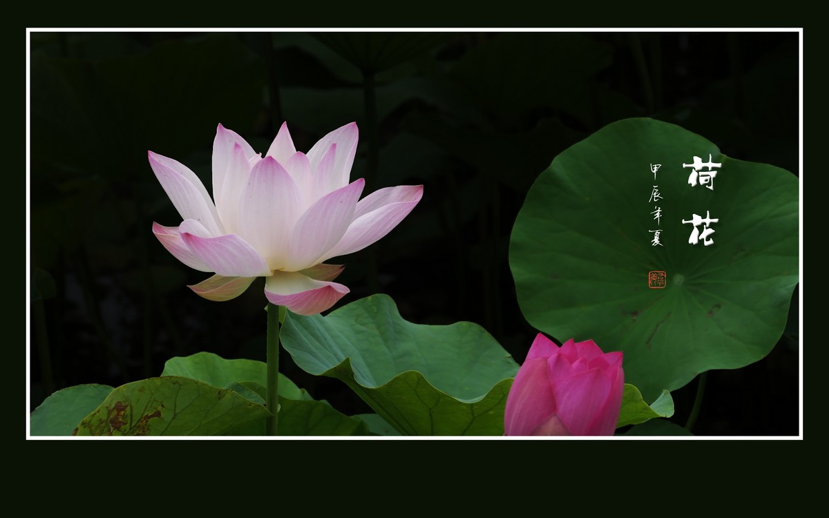 和和美美的荷花