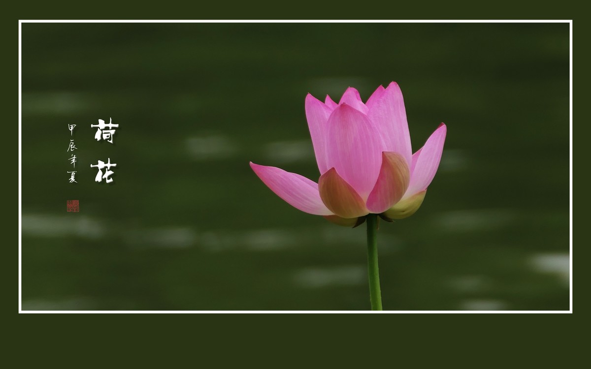 和和美美的荷花