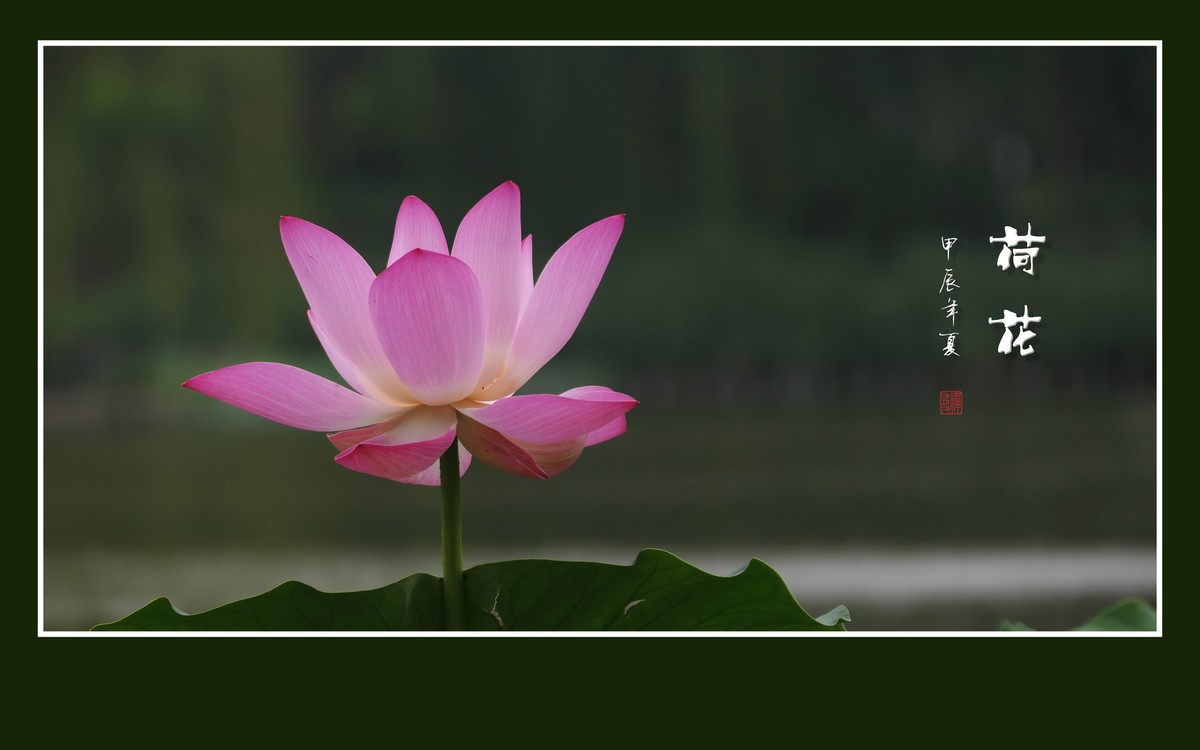 和和美美的荷花