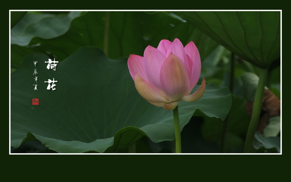 和和美美的荷花