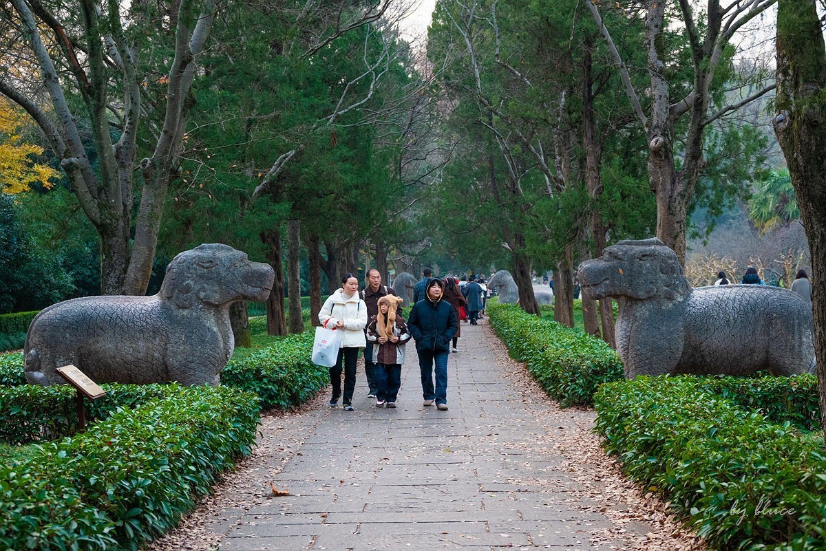 明孝陵冬色（下）---醉美石象路