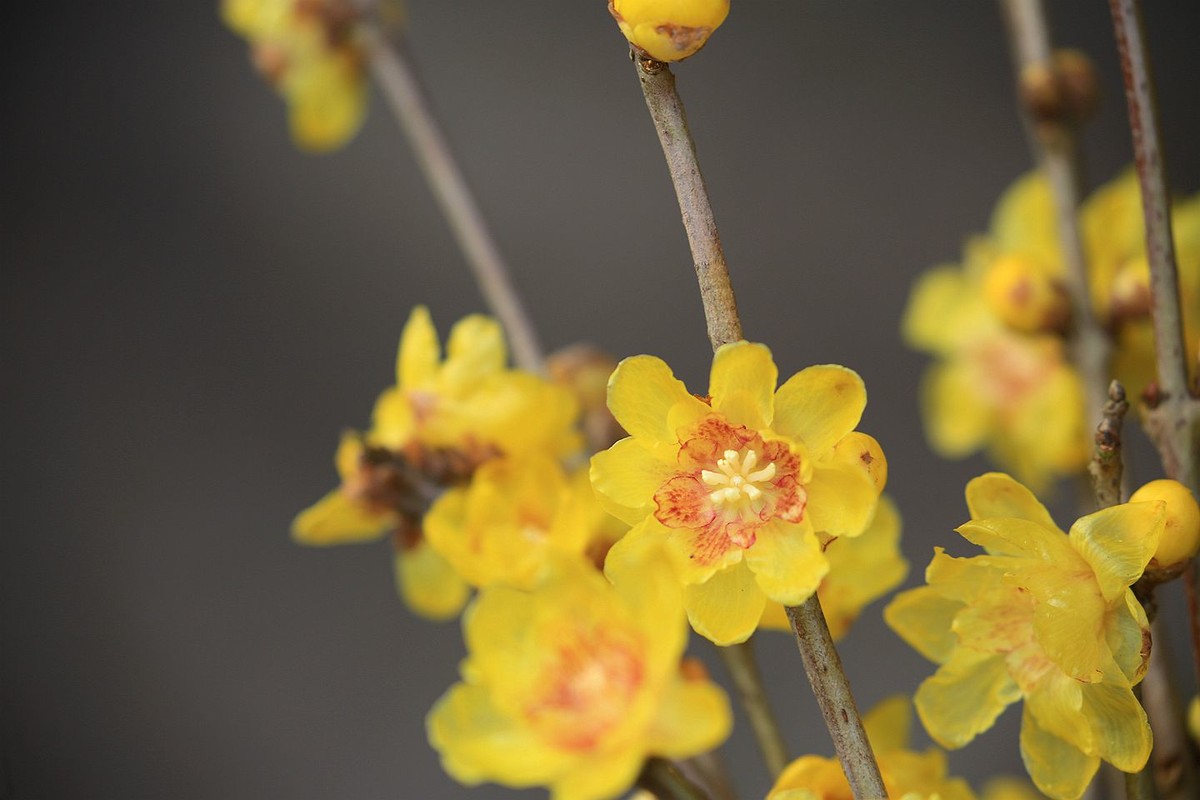 腊月腊梅香【二】2025.009