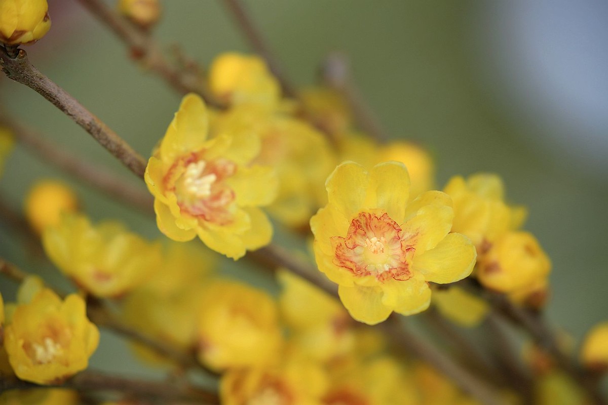 腊月腊梅香【二】2025.009