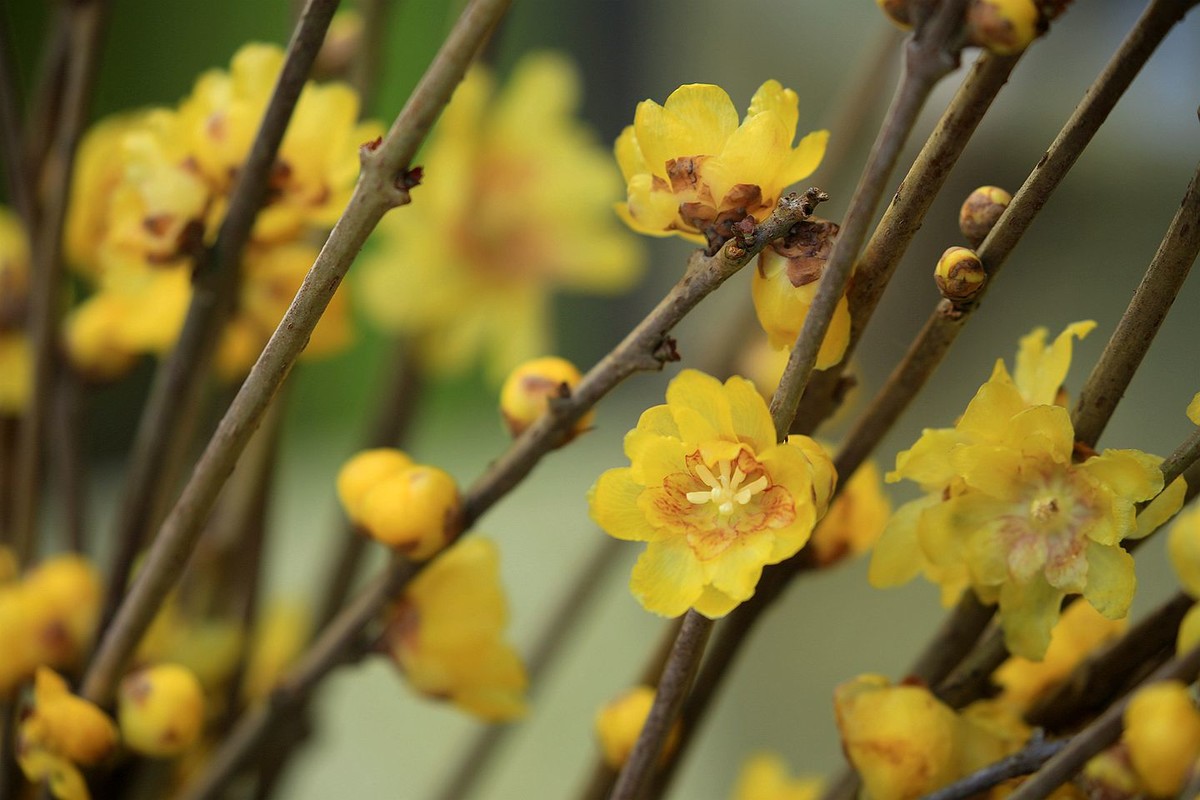 腊月腊梅香【二】2025.009