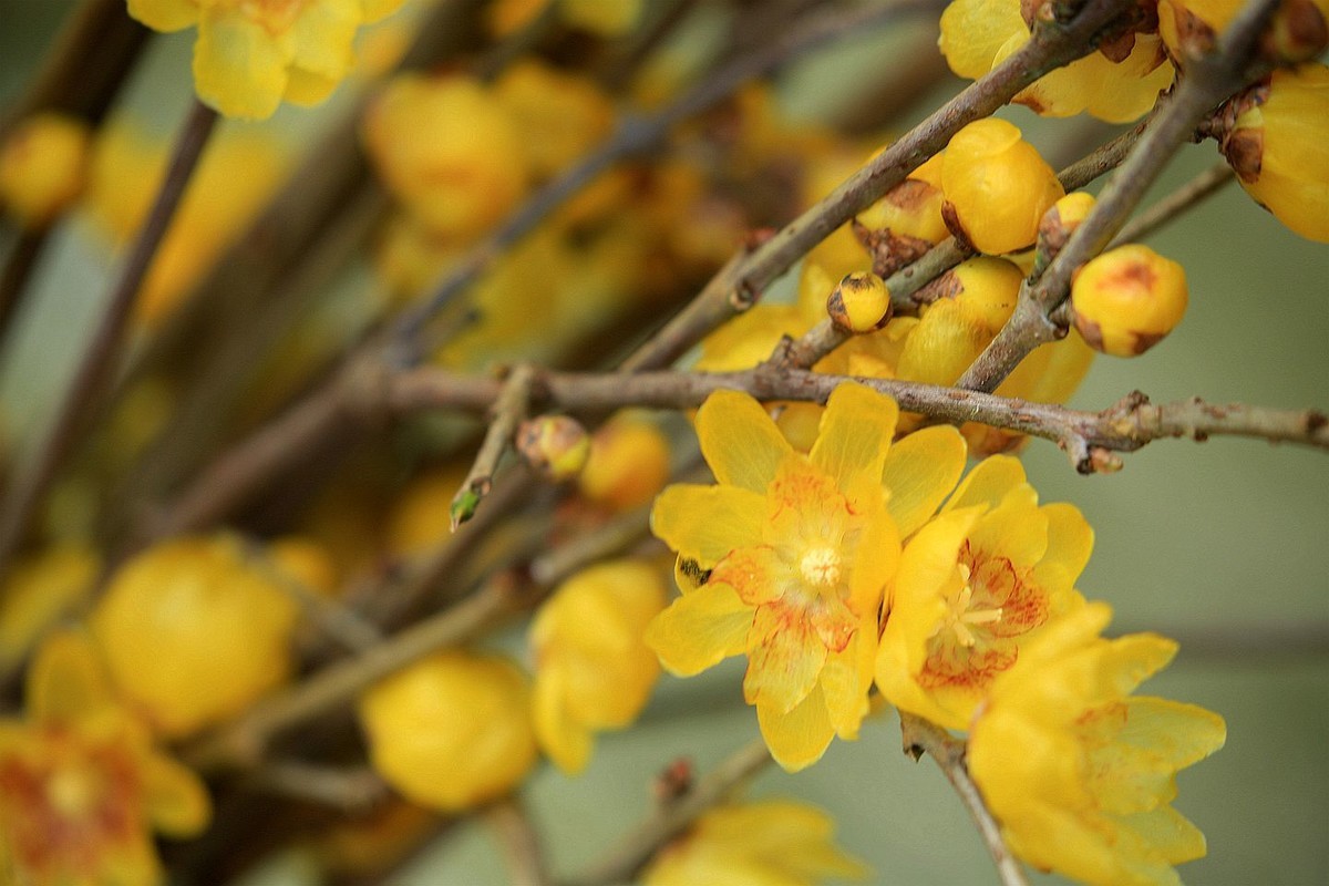 腊月腊梅香【二】2025.009