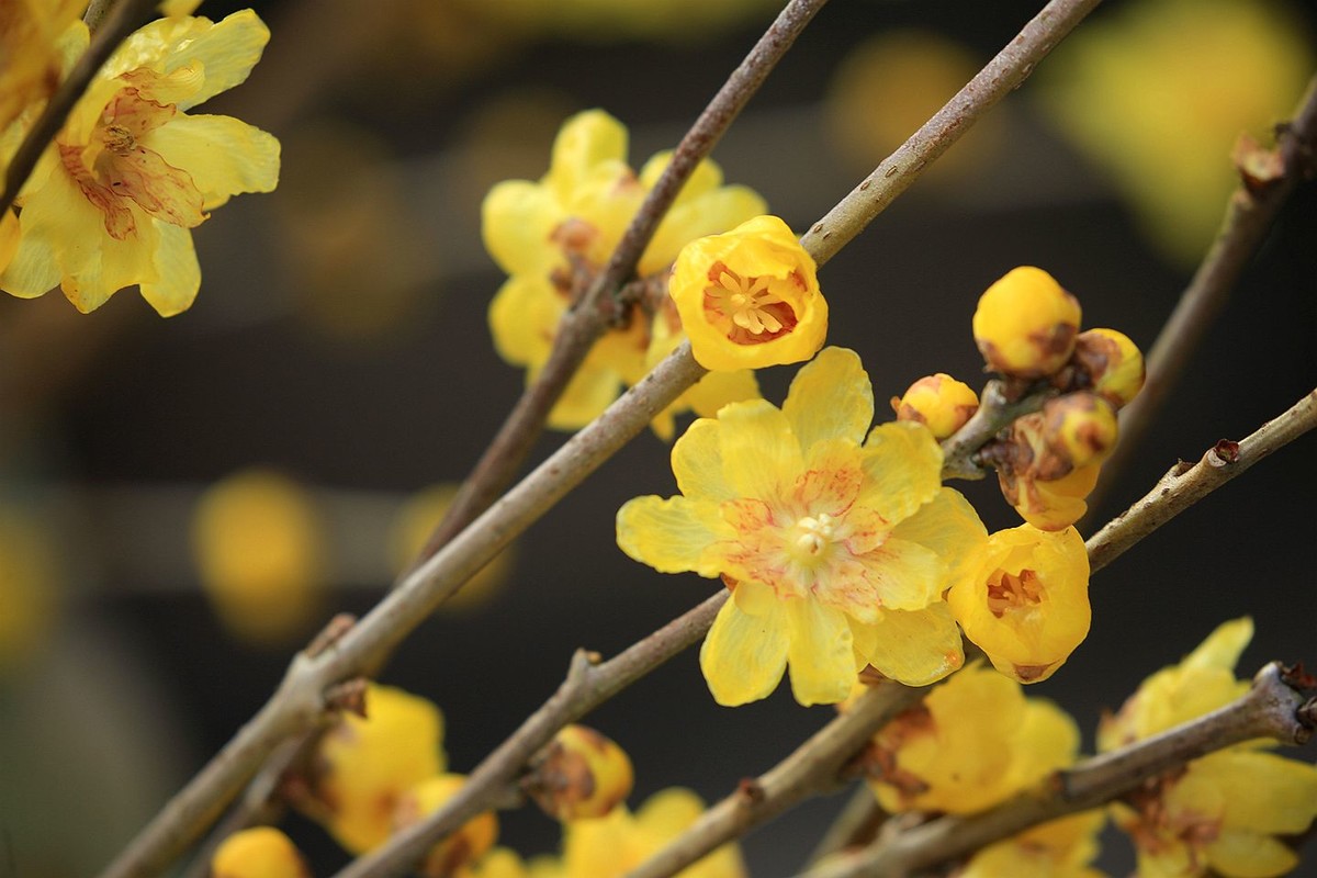 腊月腊梅香【二】2025.009