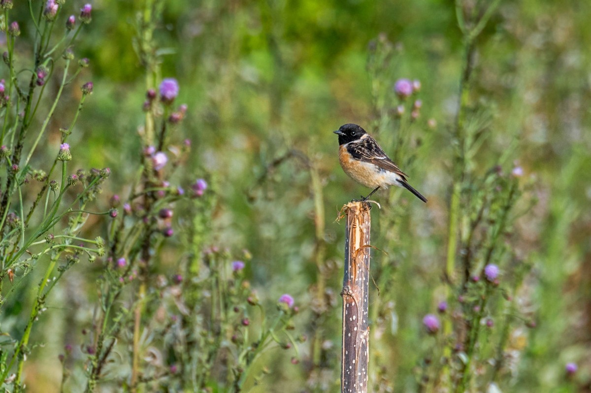 黑喉石鵖（二）
