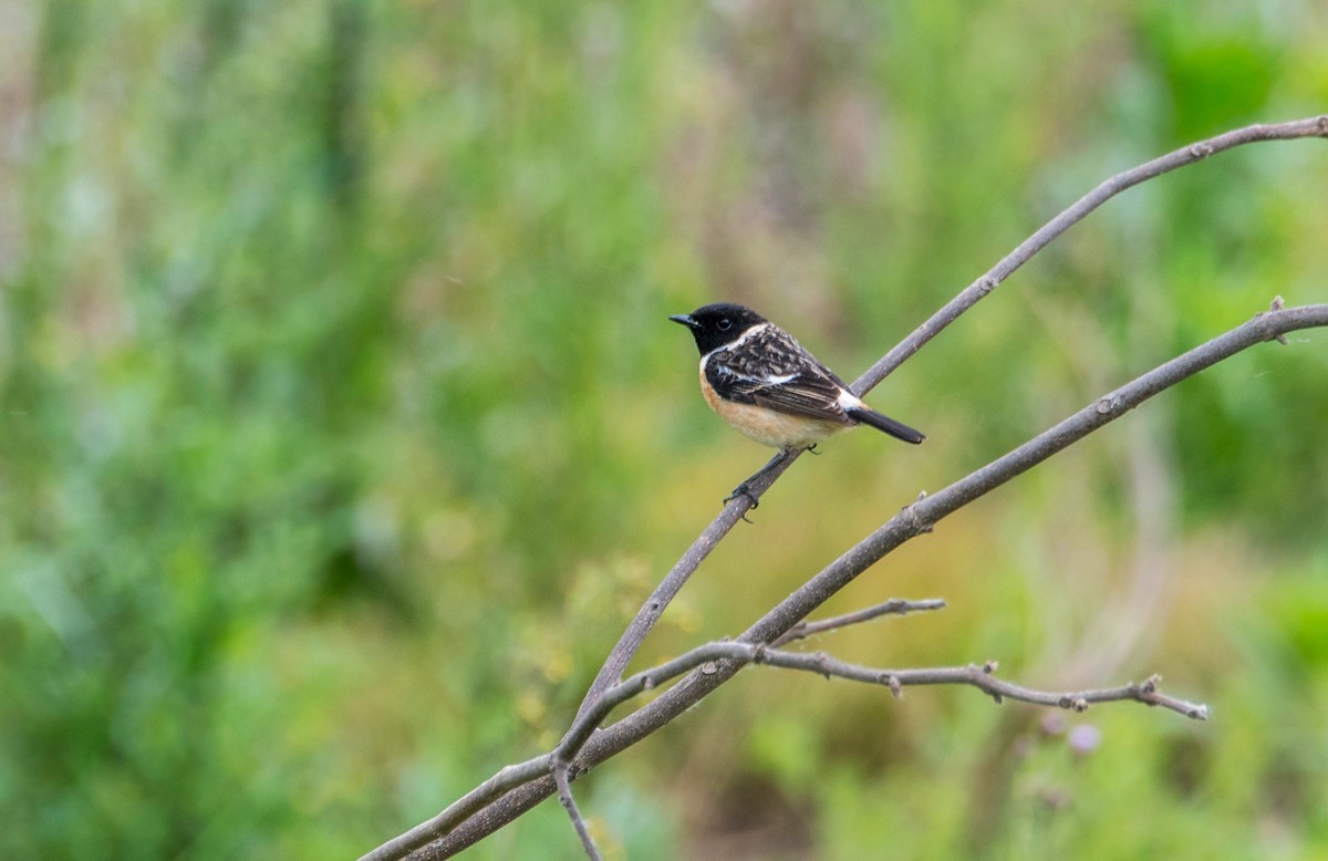 黑喉石鵖（二）