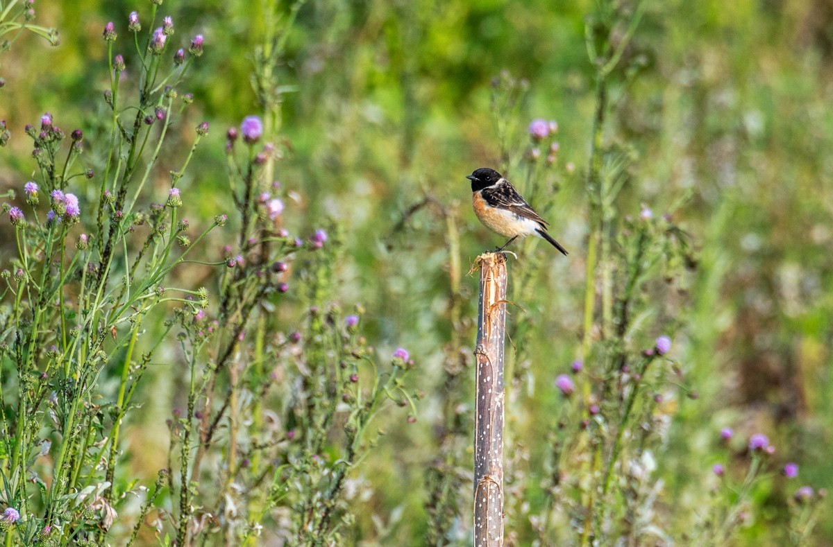 黑喉石鵖（二）