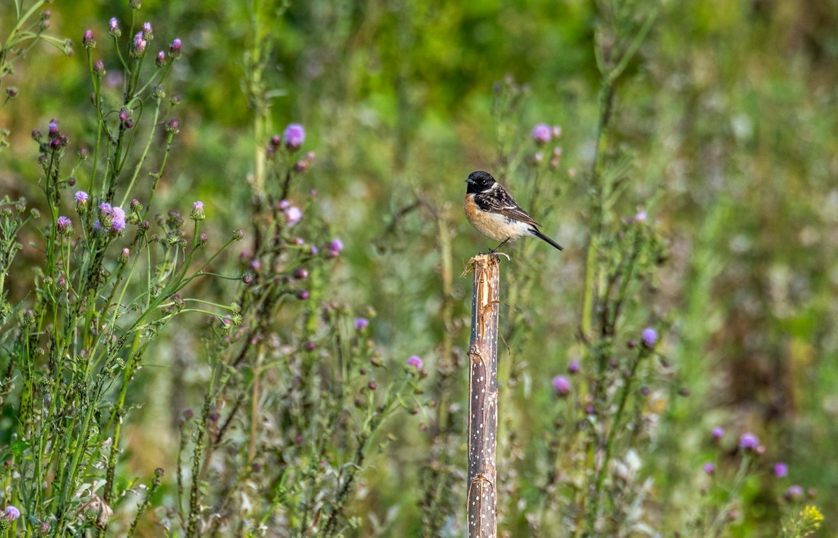黑喉石鵖（二）