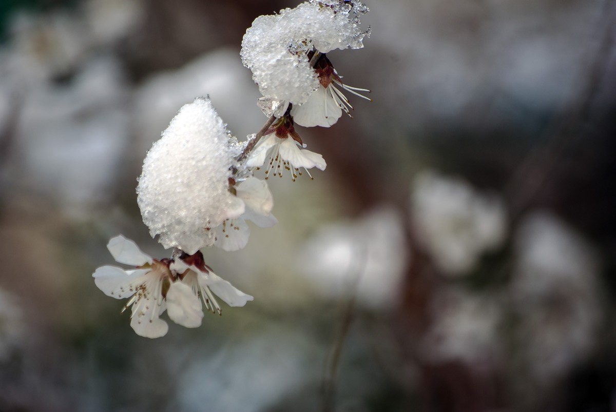 昨日天津下了今春下了一场大雪、今日早上去小区花园拍了些雪后的照片，请好友们浏览！