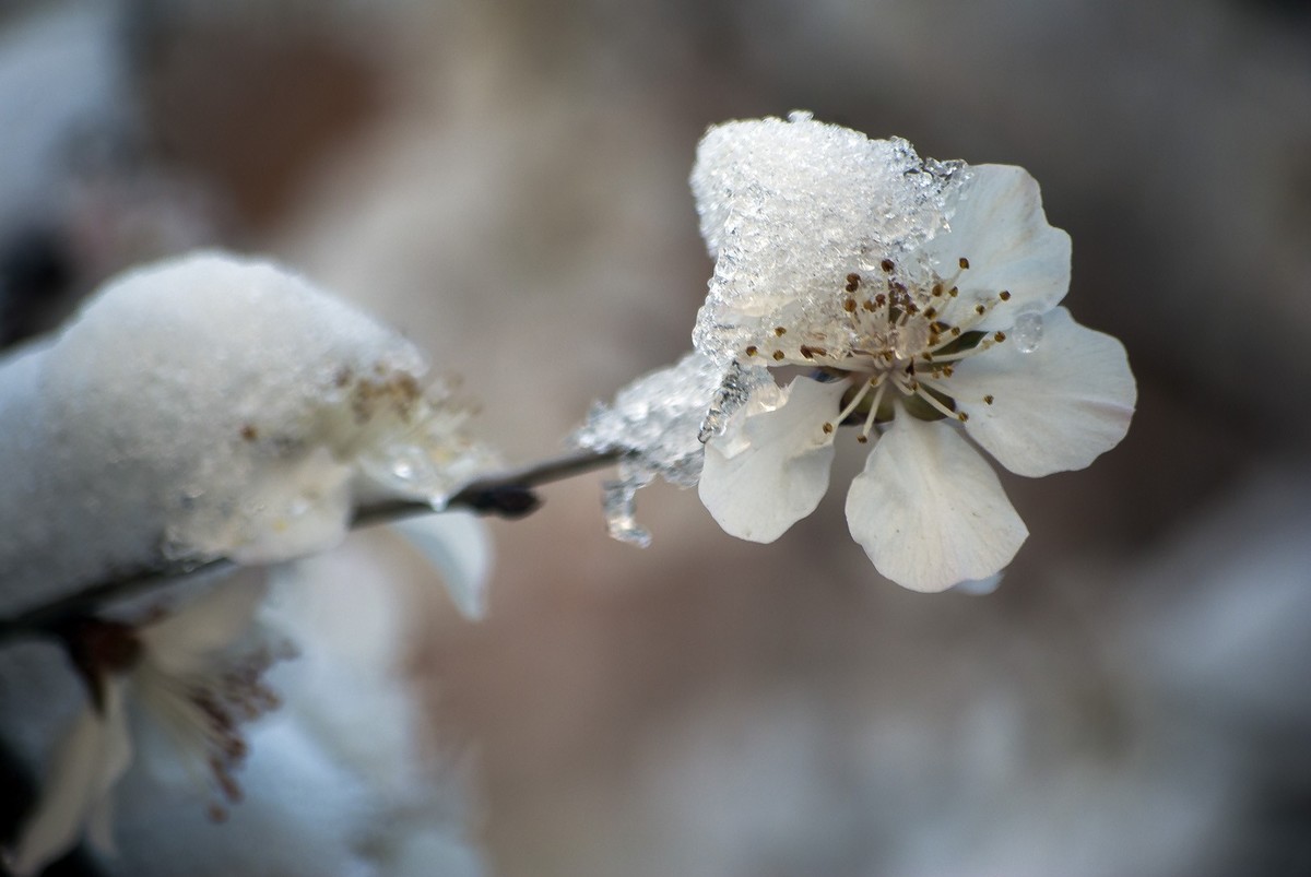 昨日天津下了今春下了一场大雪、今日早上去小区花园拍了些雪后的照片，请好友们浏览！