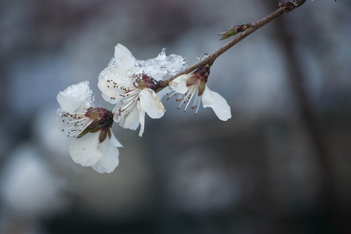 昨日天津下了今春下了一场大雪、今日早上去小区花园拍了些雪后的照片，请好友们浏览！