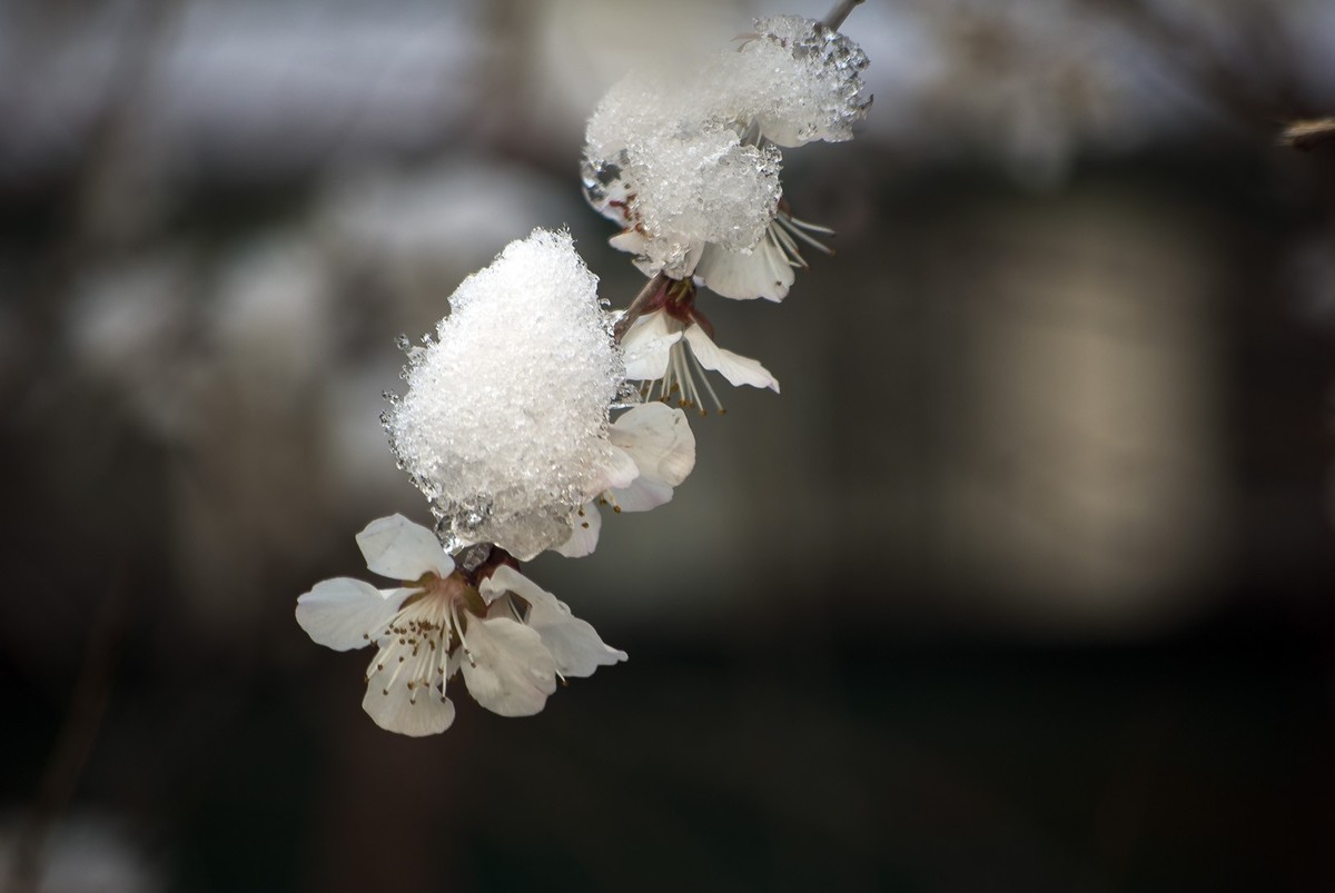 昨日天津下了今春下了一场大雪、今日早上去小区花园拍了些雪后的照片，请好友们浏览！
