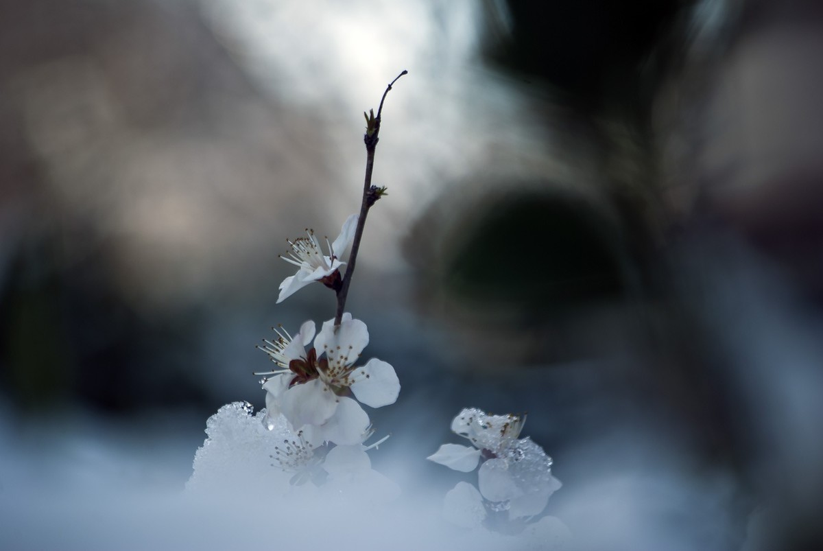 昨日天津下了今春下了一场大雪、今日早上去小区花园拍了些雪后的照片，请好友们浏览！