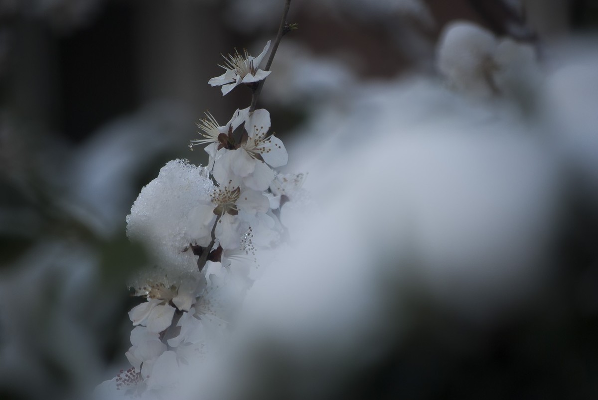 昨日天津下了今春下了一场大雪、今日早上去小区花园拍了些雪后的照片，请好友们浏览！