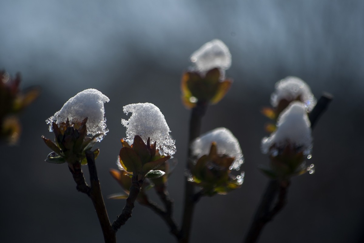 昨日天津下了今春下了一场大雪、今日早上去小区花园拍了些雪后的照片，请好友们浏览！