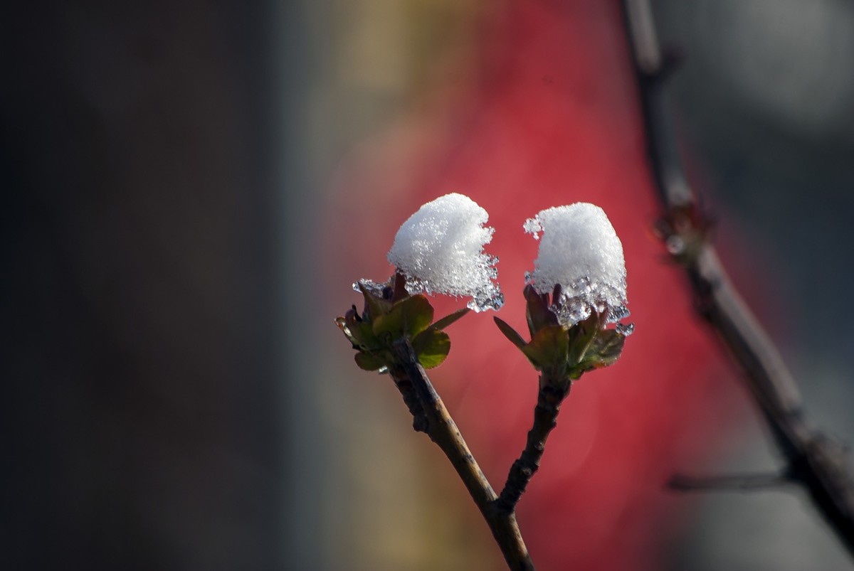 昨日天津下了今春下了一场大雪、今日早上去小区花园拍了些雪后的照片，请好友们浏览！
