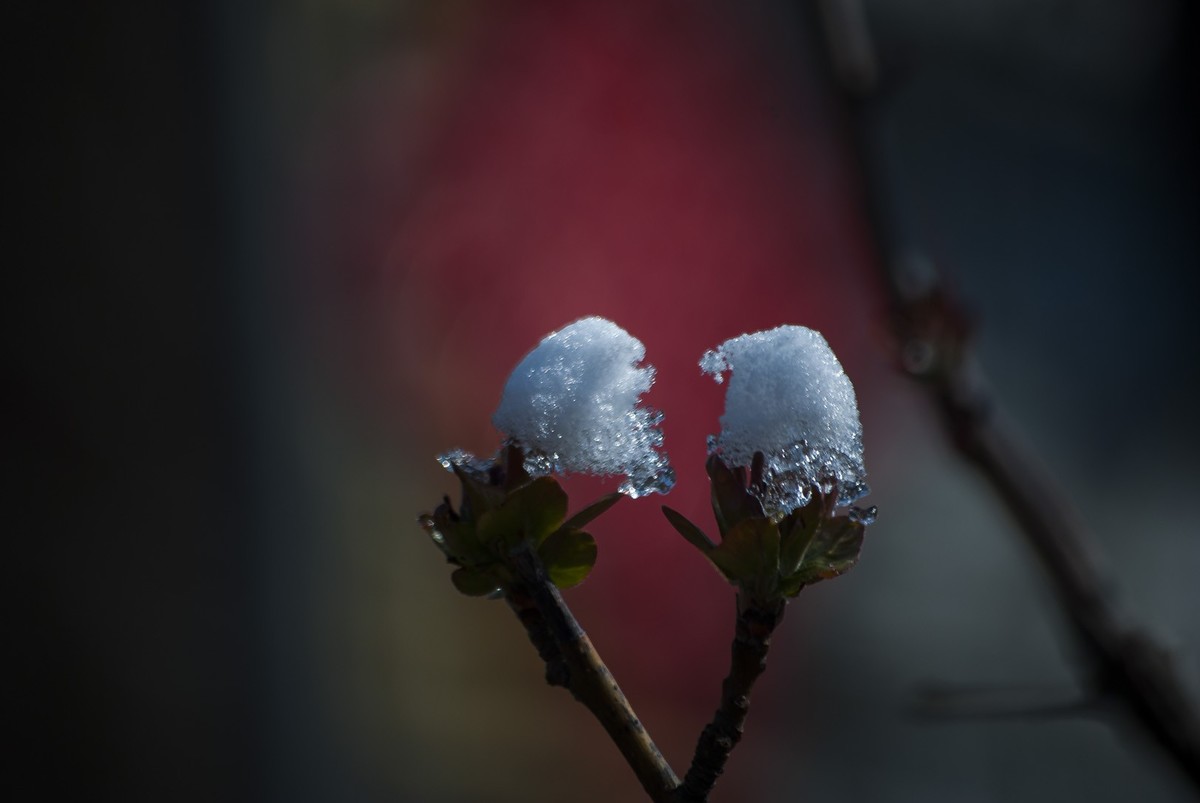 昨日天津下了今春下了一场大雪、今日早上去小区花园拍了些雪后的照片，请好友们浏览！