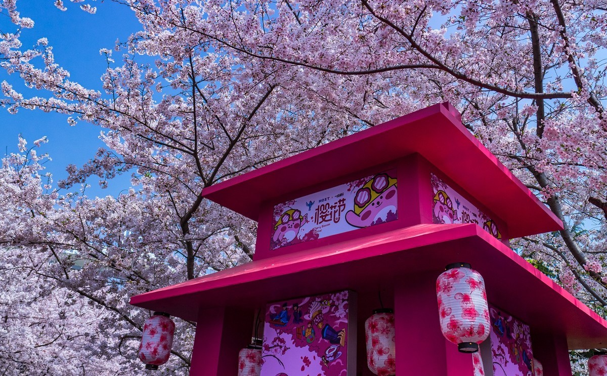 樱花树下