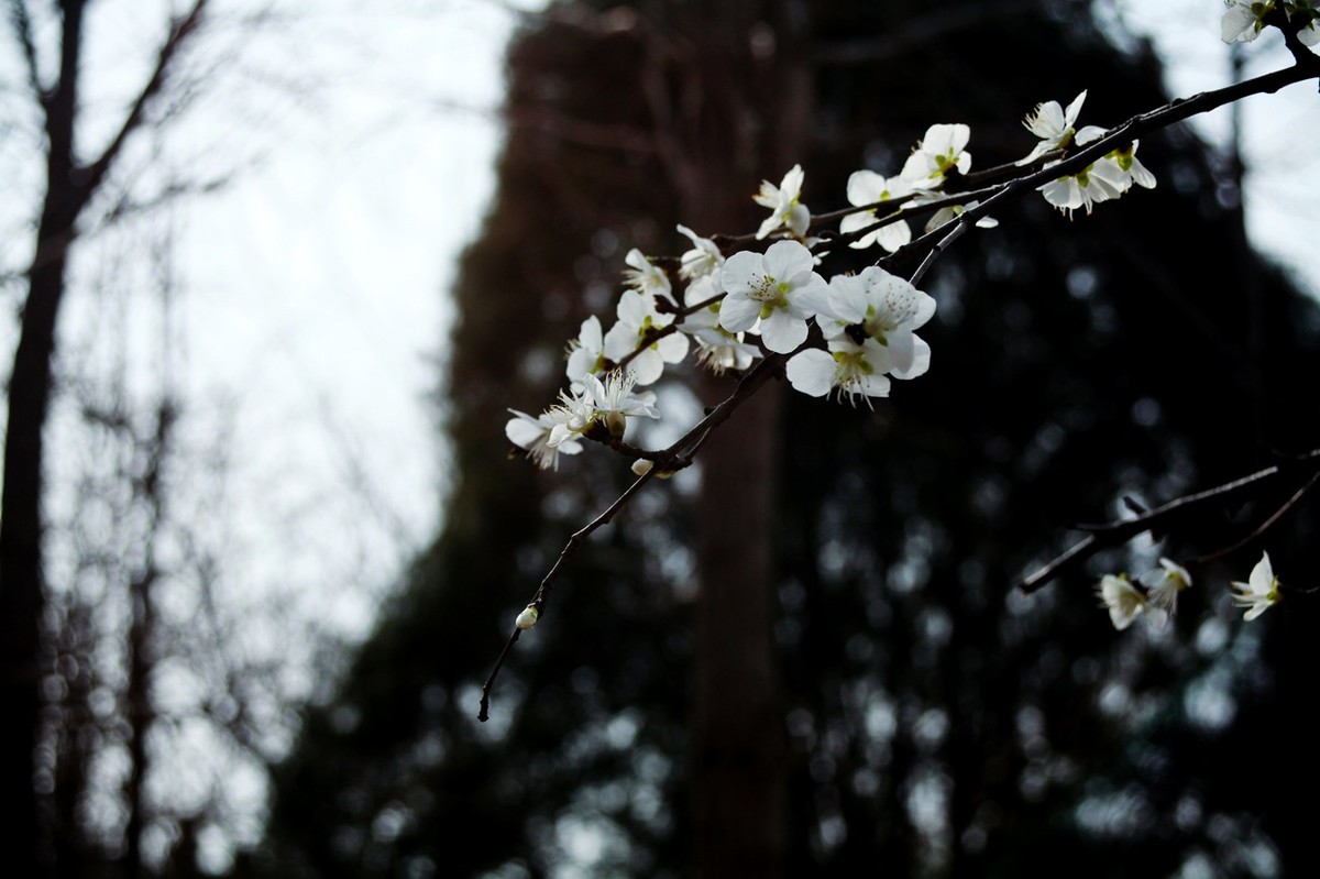 桃花依旧笑春风