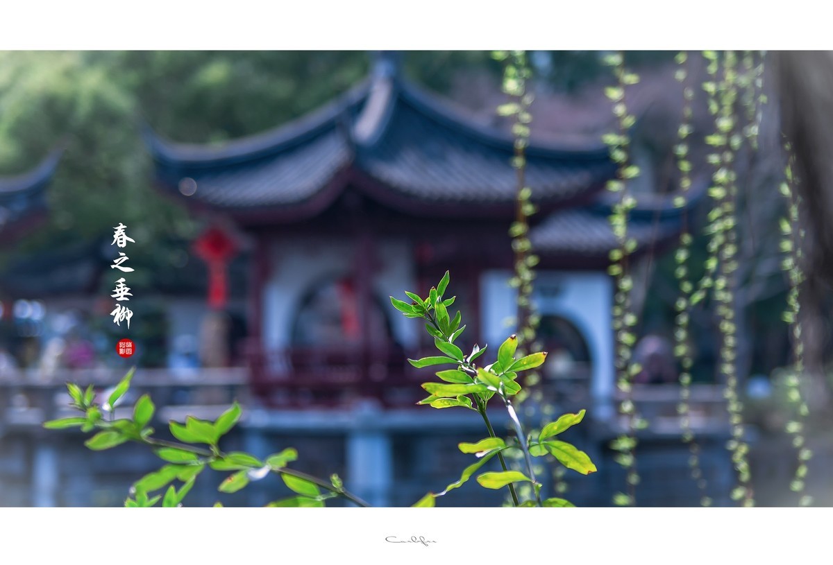 春之韵垂柳舞动