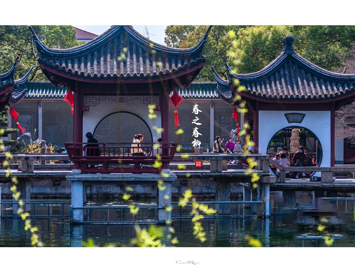 春之韵垂柳舞动