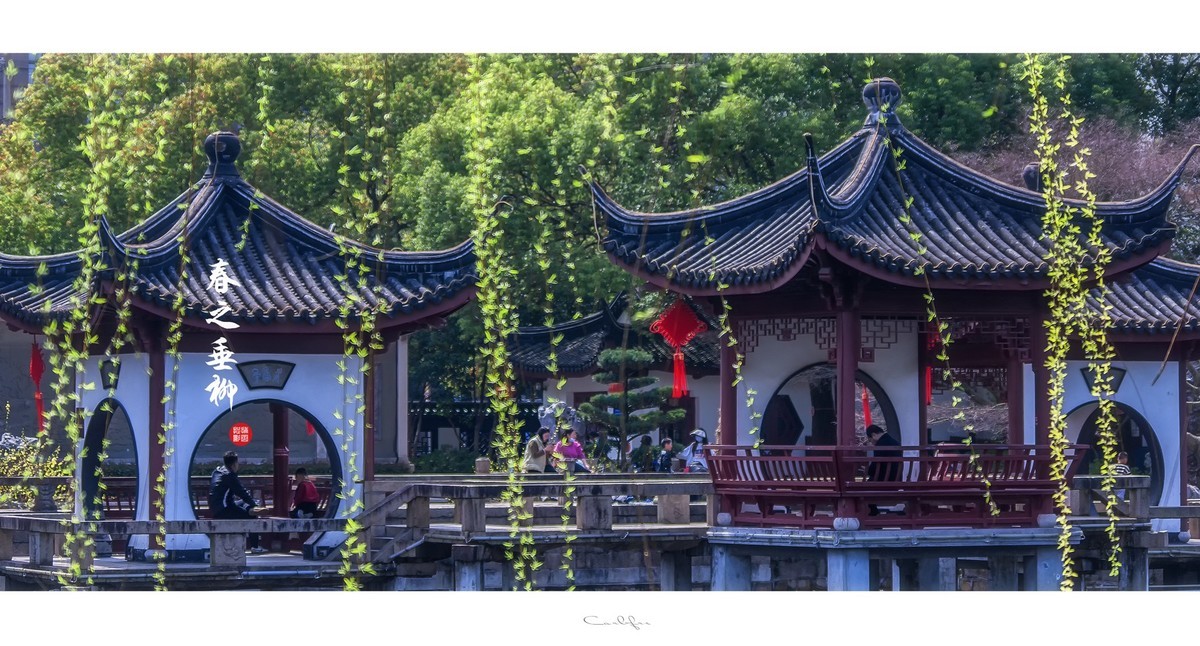 春之韵垂柳舞动