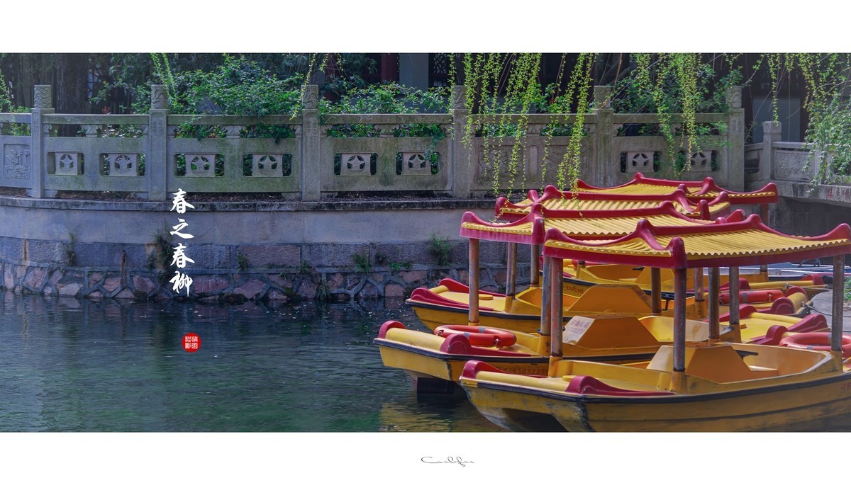 春之韵垂柳舞动