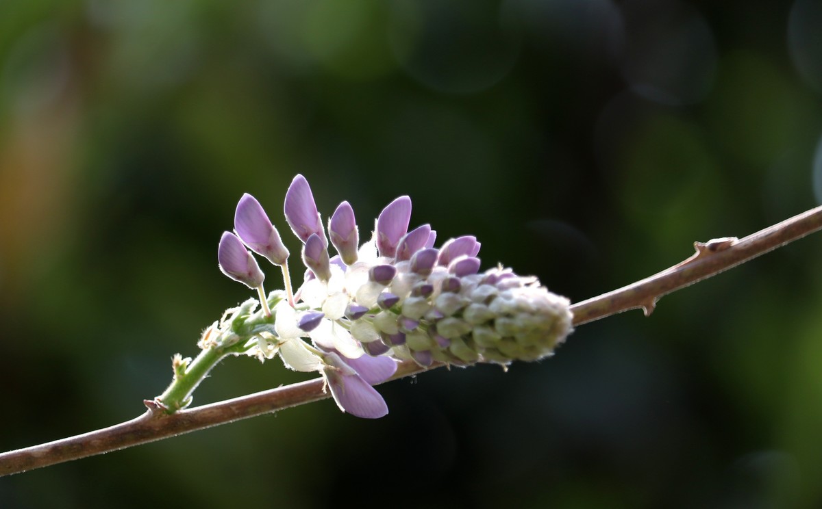 光影紫藤花
