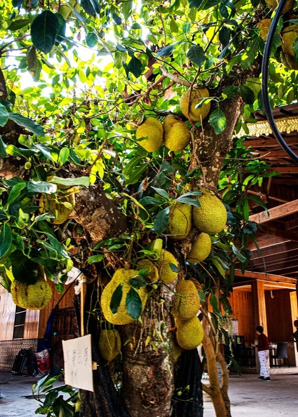 西双版纳--傣族园【6】续完