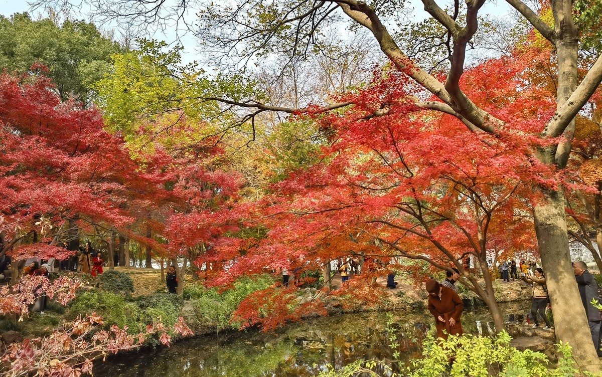 上海秋霞圃秋色