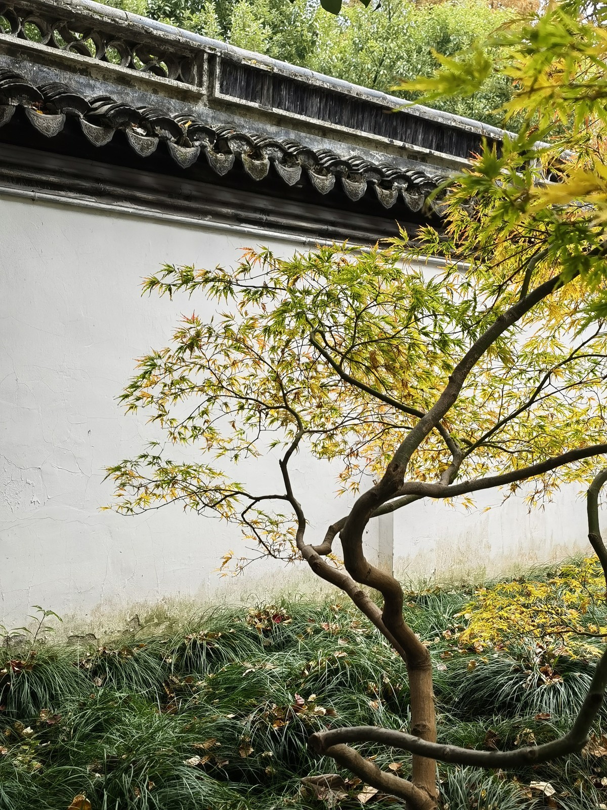 上海秋霞圃秋色