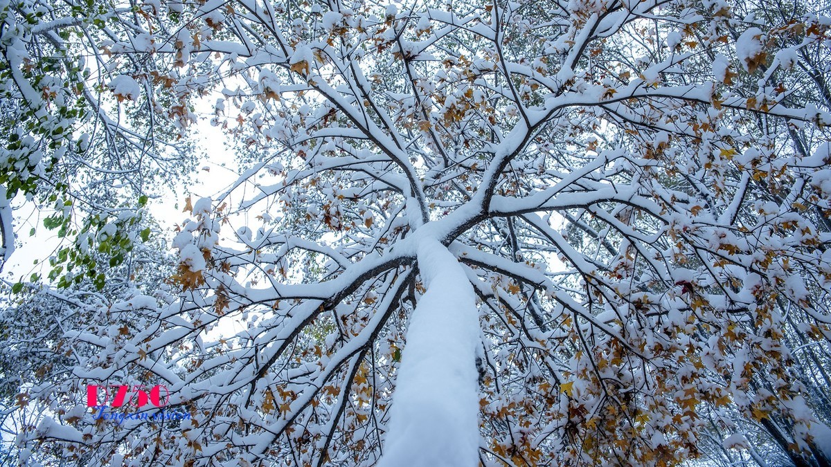 入冬塞北第一场雪（6）