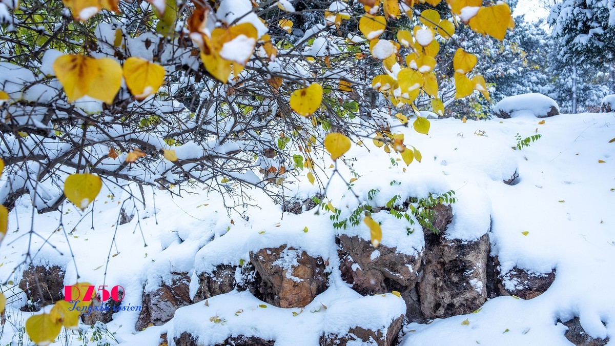 入冬塞北第一场雪（6）