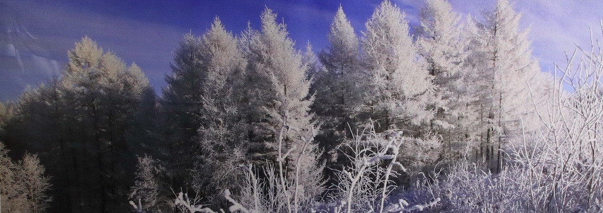 雾凇摄影作品展【大美伊春  魅力丰林】    4/5