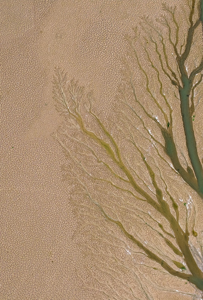 平山冶河惊现“大地之树”