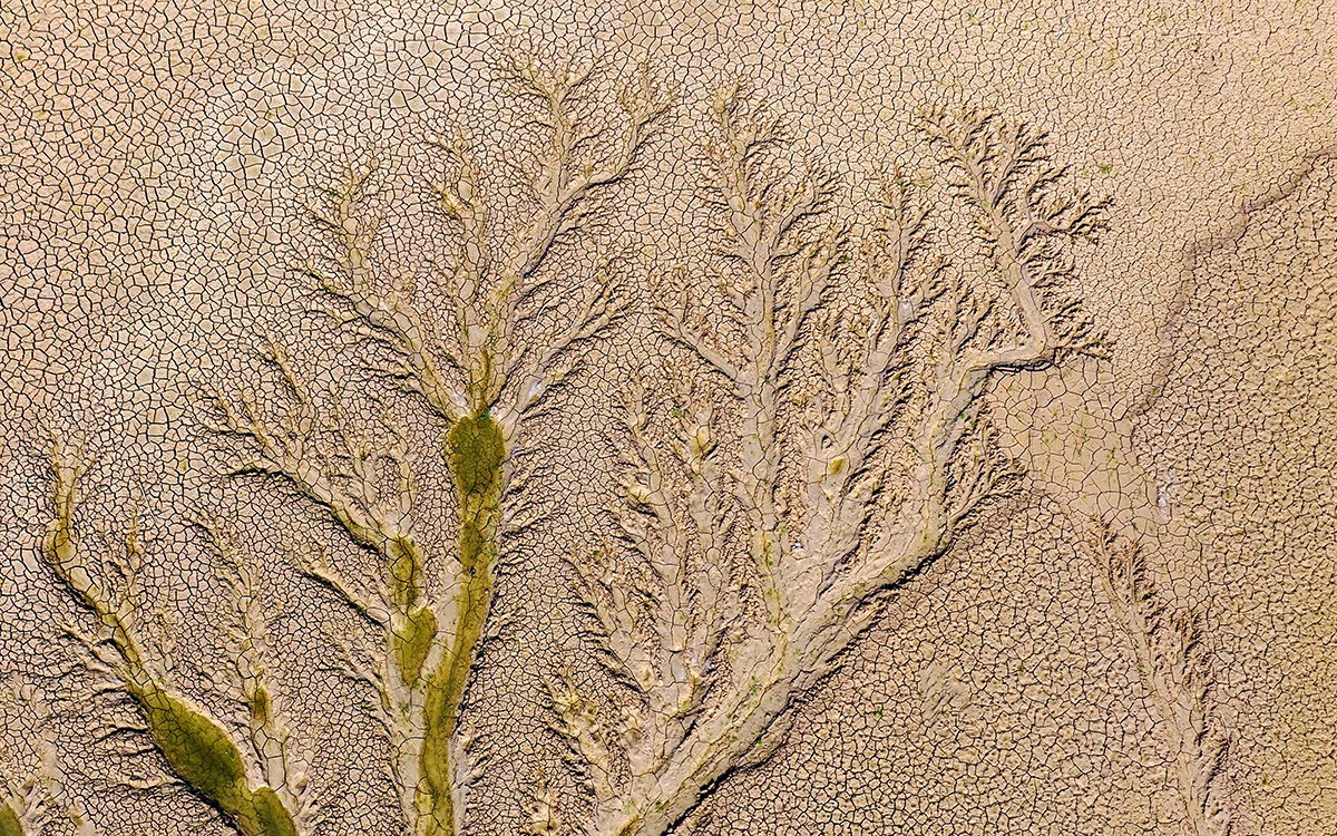 平山冶河惊现“大地之树”