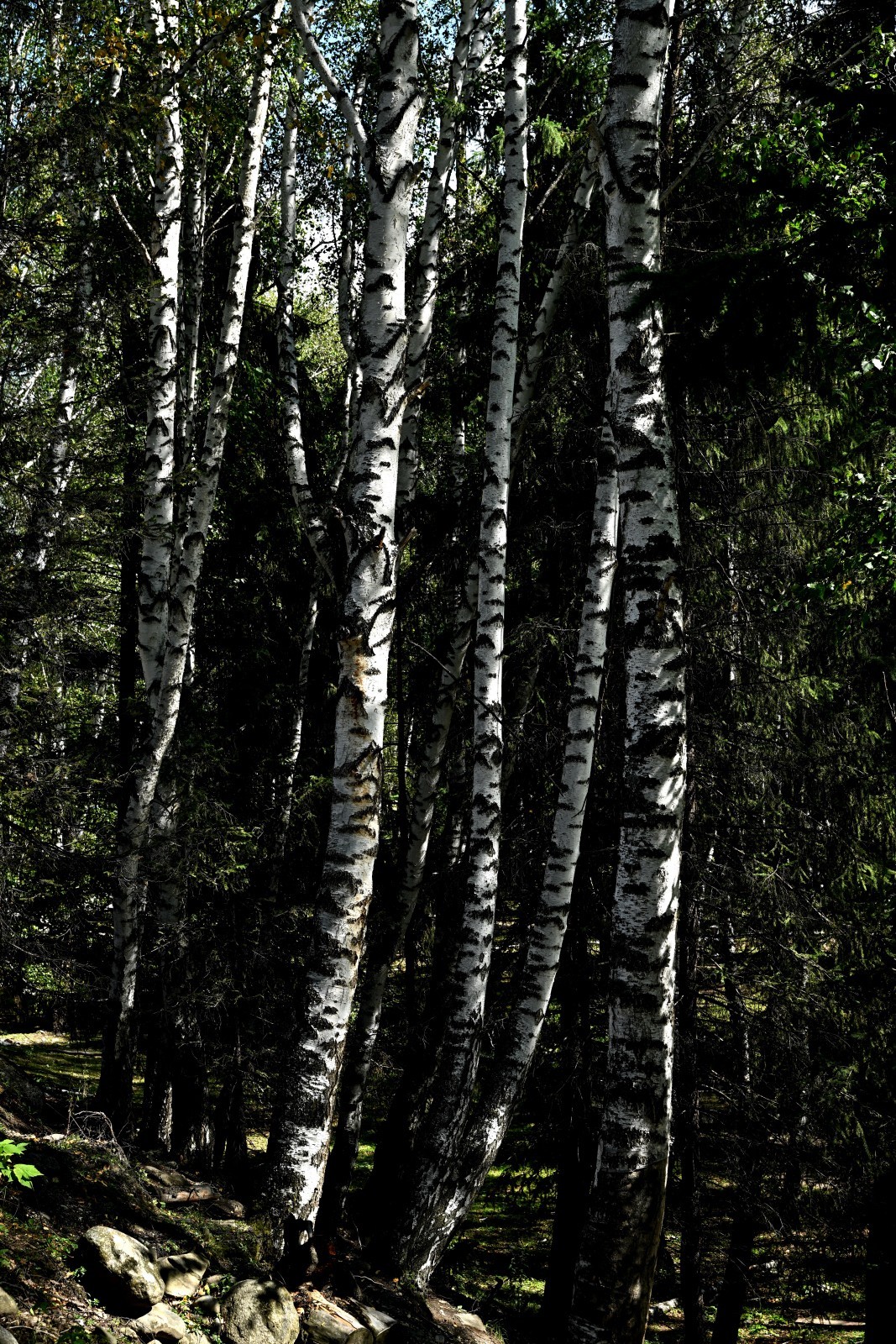 新疆游/禾木村（29）