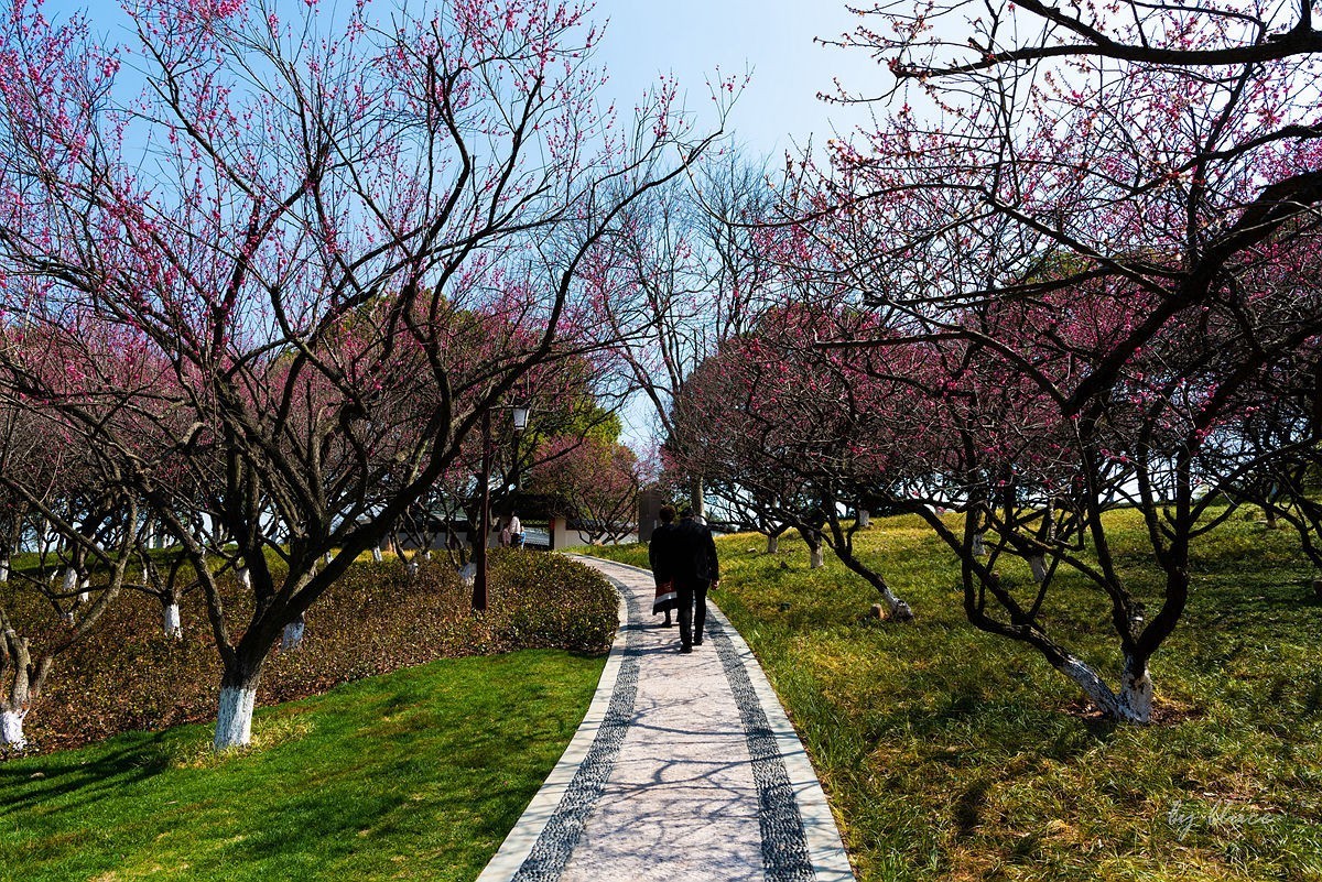 观梅胜地——杭州超山（4）