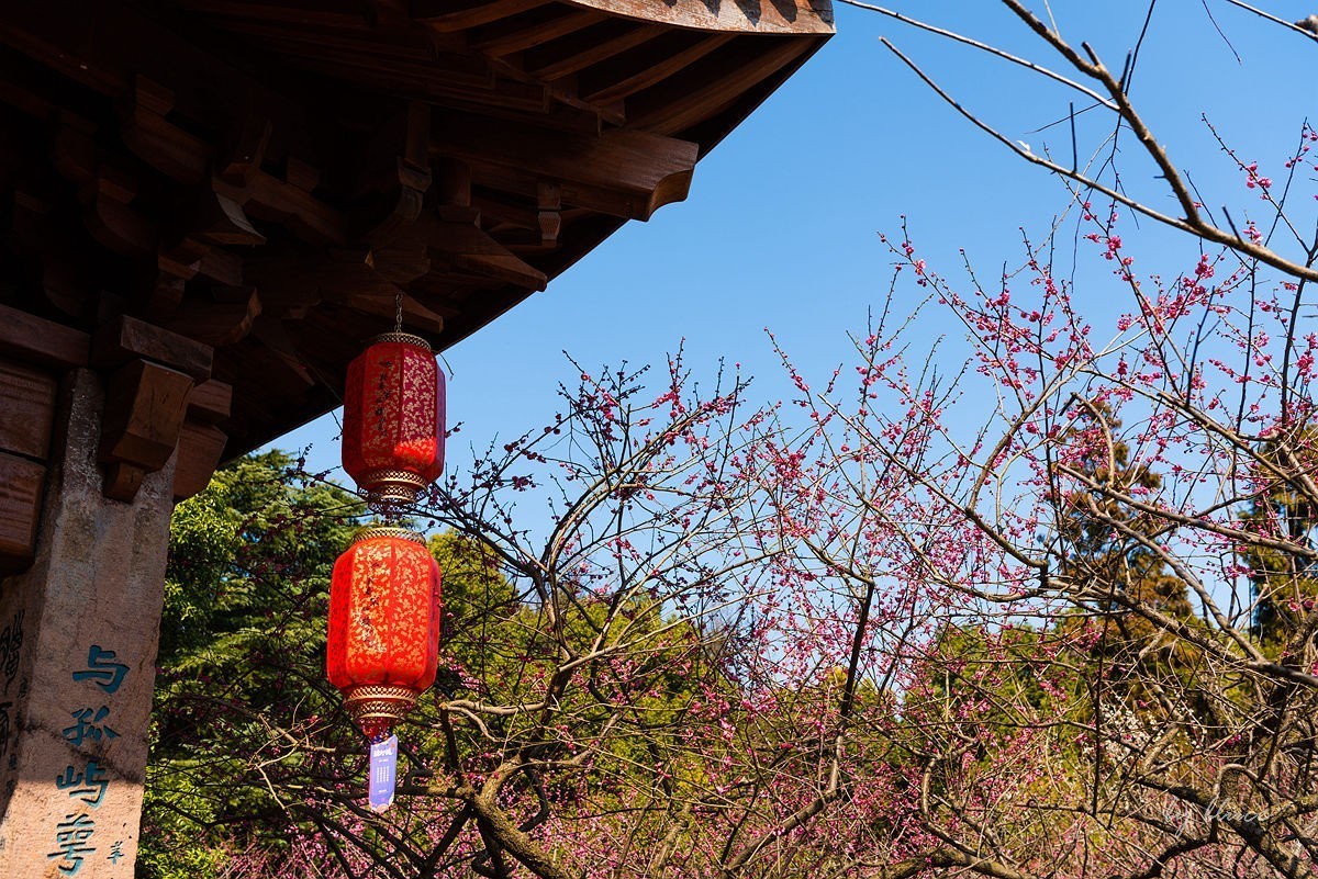 观梅胜地——杭州超山（4）