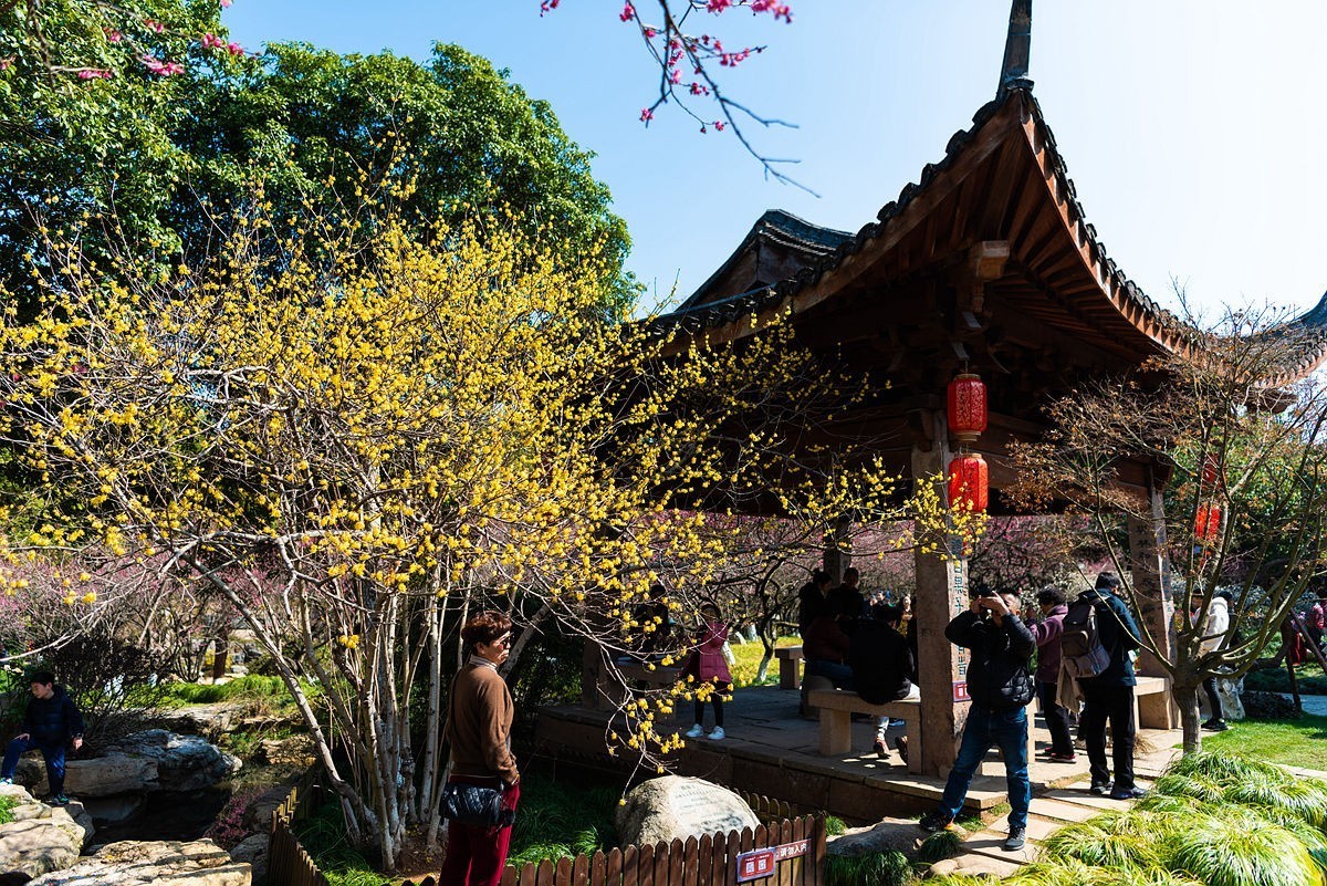 观梅胜地——杭州超山（4）