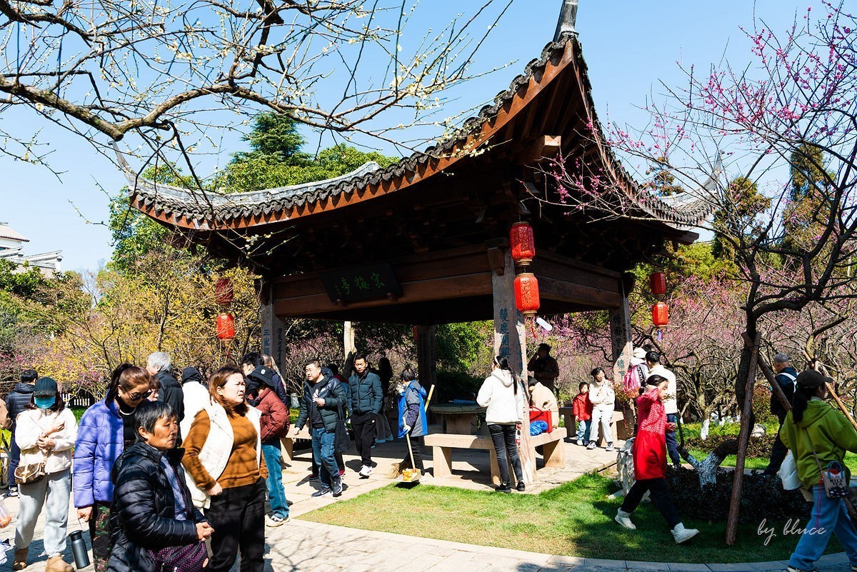 观梅胜地——杭州超山（4）